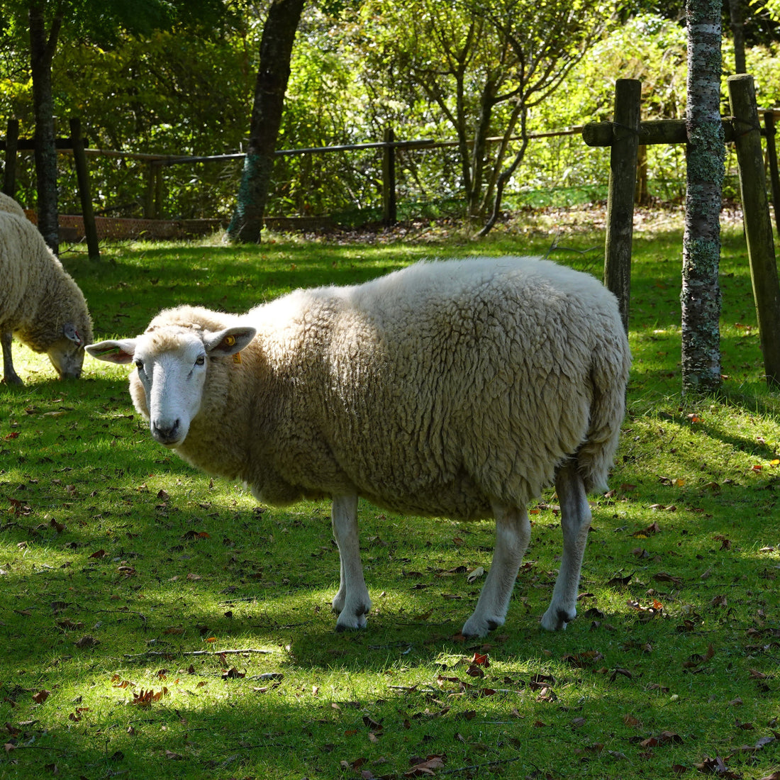 Superwash vs. Non-Superwash Merino: Which Should You Choose?